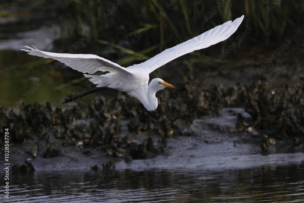 White egret in flight over a wetland area White egret in flight over a wetland area