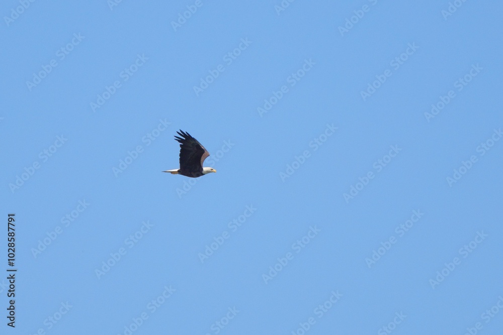 Bald eagle soaring in clear blue sky Bald eagle soaring in clear blue sky