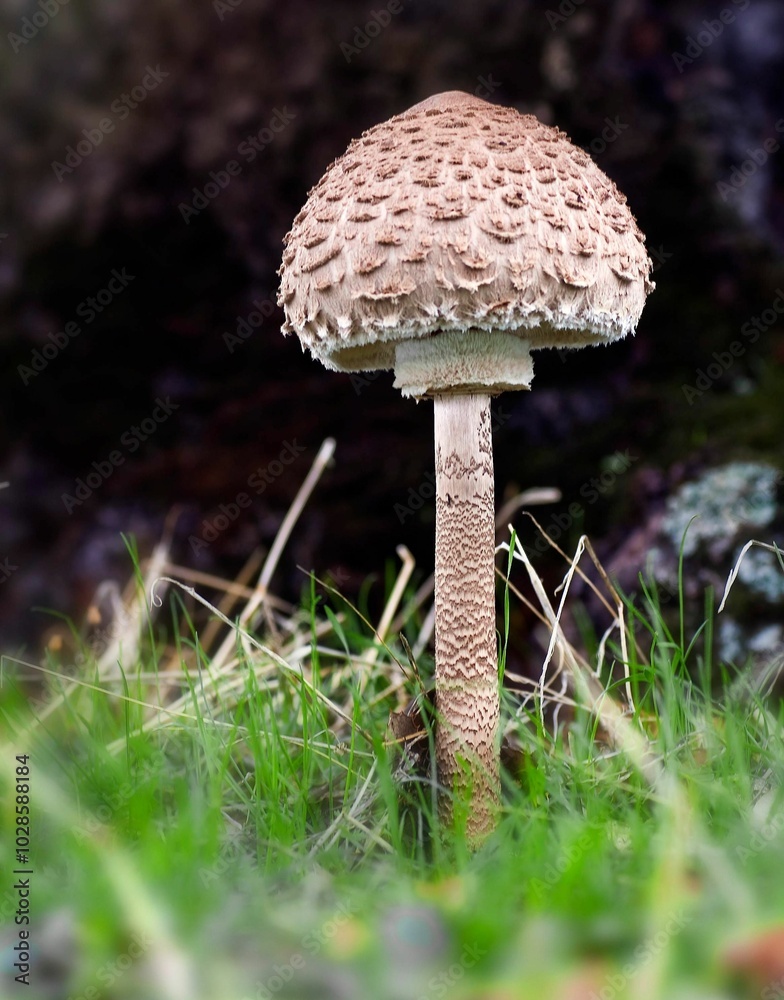 Wild mushroom with textured cap in forest grass Wild mushroom with textured cap in forest grass