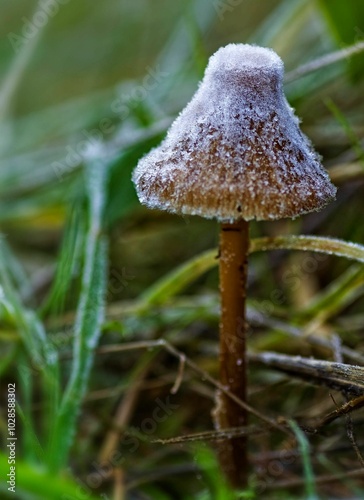 Frost-covered mushroom in grassy field