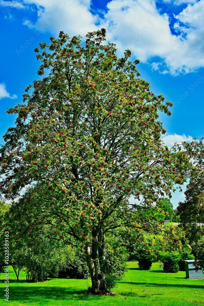 Tall tree with green leaves and red berries in a park. Tall tree with green leaves and red berries in a park.