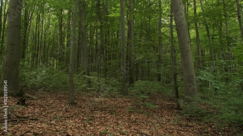 Scenery of lush, deciduous forest landscape