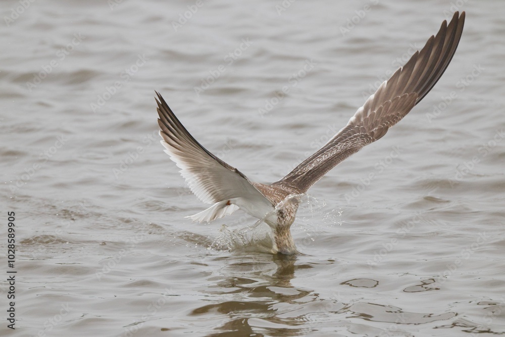 Fototapeta premium Seagull in mid-flight over water