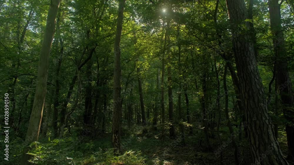 Beautiful view of a lush forest landscape at the daytime