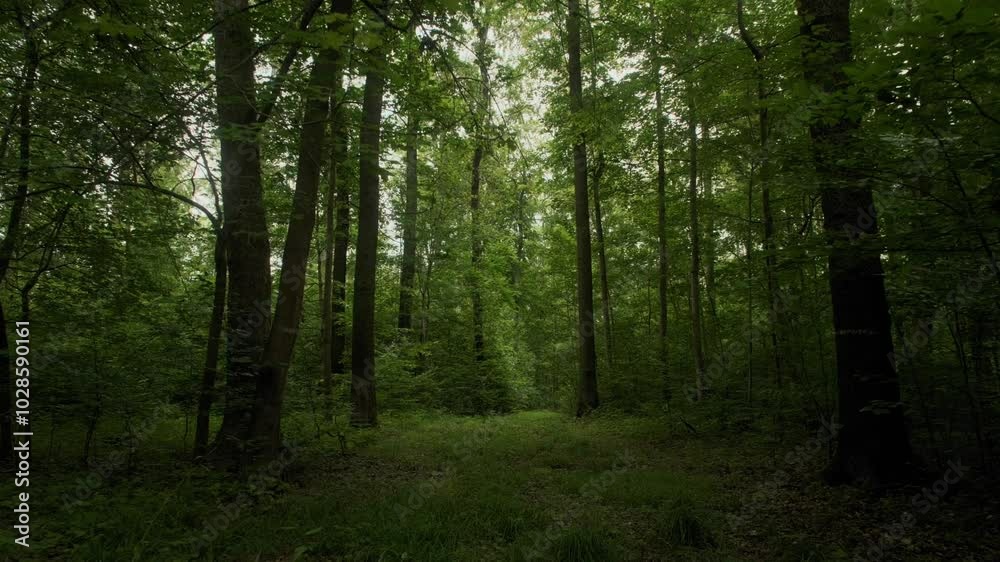 Beautiful view of a lush forest landscape at the daytime Beautiful view of a lush forest landscape at the daytime