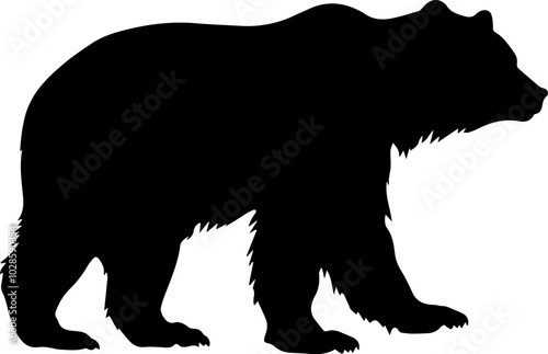 Walking wild bear silhouette.