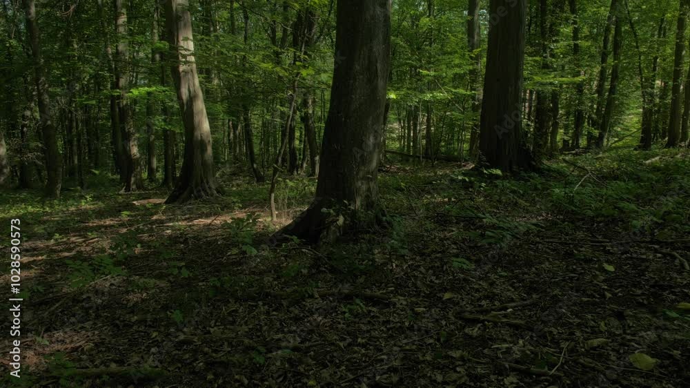 Beautiful scenery of a calm, lush forest landscape at the daytime Beautiful scenery of a calm, lush forest landscape at the daytime