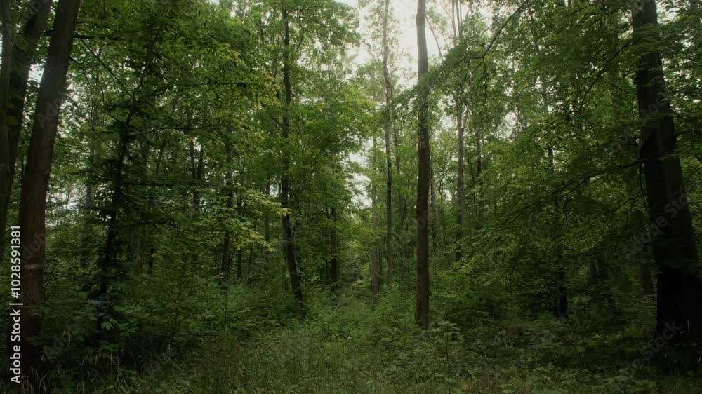 Landscape scenery of a lush, green forest at the daytime with the sky in the background Landscape scenery of a lush, green forest at the daytime with the sky in the background
