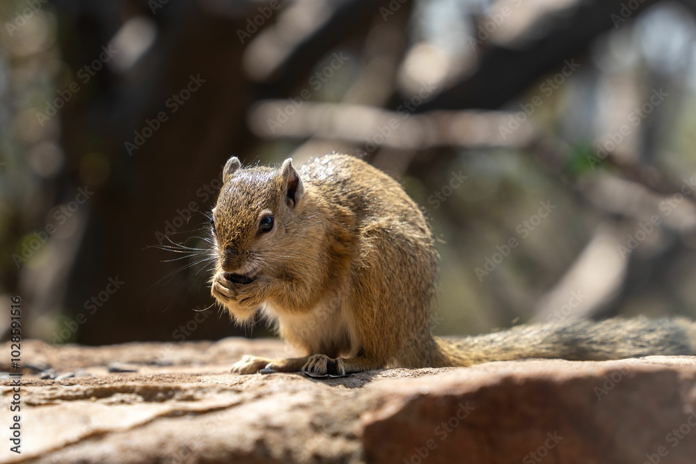 Close-up of a squirrel eating on a rock in Utopia Nature Estate Close-up of a squirrel eating on a rock in Utopia Nature Estate