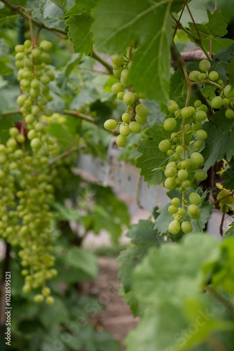 Wallpaper Mural Close-up of green grape clusters on a vine with lush leaves in a vineyard Torontodigital.ca