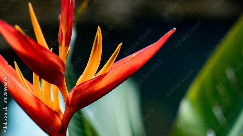 Obraz premium Close-up of a vibrant red and yellow heliconia flower with a blurred natural background