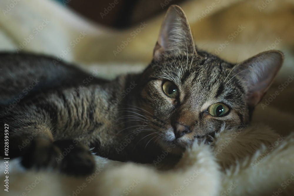 Tabby cat resting on a soft blanket indoors. Tabby cat resting on a soft blanket indoors.