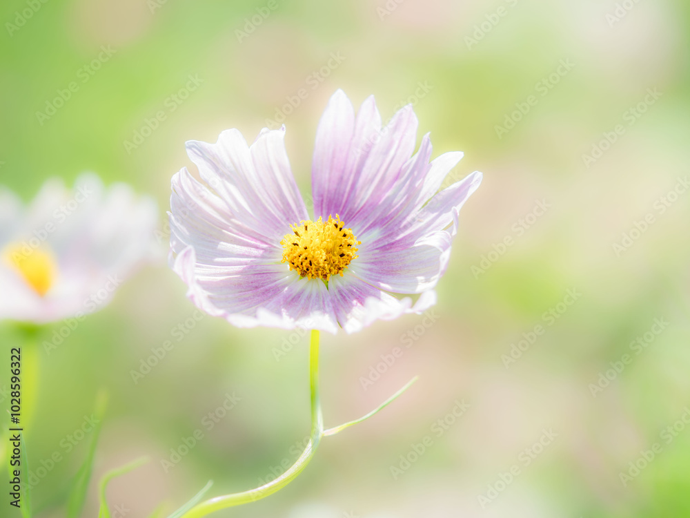 秋の公園や花壇を彩るコスモスのある風景。背景。自然風景素材。