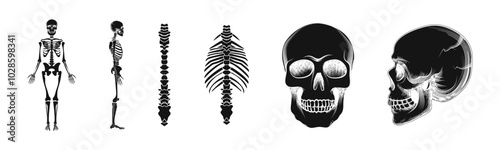 Skeleton bones sketch graphic vector style. Simple sketched bones and skeletons