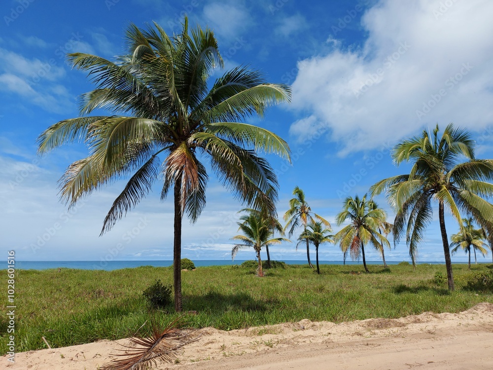 Tropical beach with palm trees and blue sky Tropical beach with palm trees and blue sky