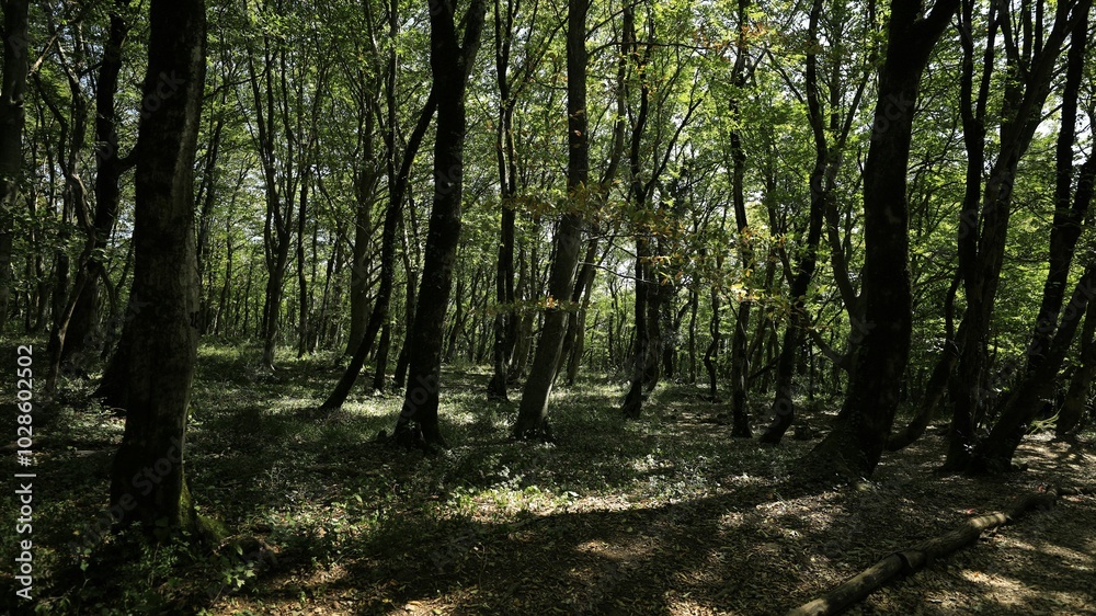 Obraz premium Sunlit Forest Canopy