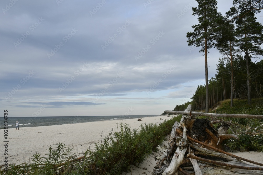 Serene beach with driftwood and cloudy sky Serene beach with driftwood and cloudy sky