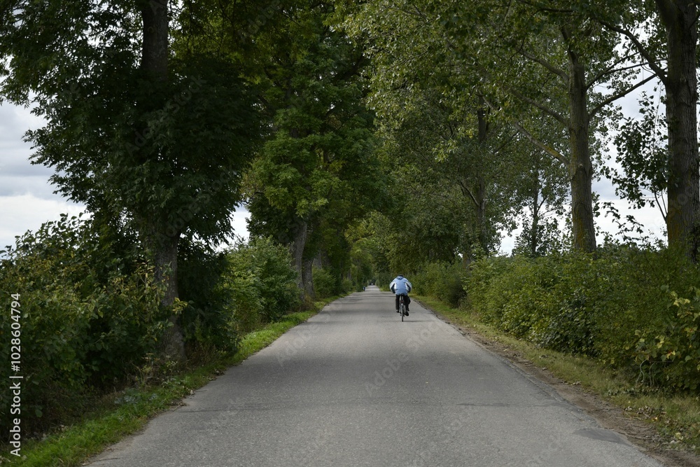 Cyclist on a tree-lined rural road Cyclist on a tree-lined rural road