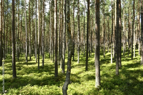 Serene forest with tall trees and lush greenery.