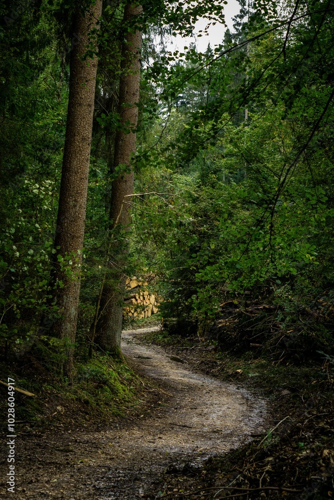 Serene forest path winding through lush green trees Serene forest path winding through lush green trees