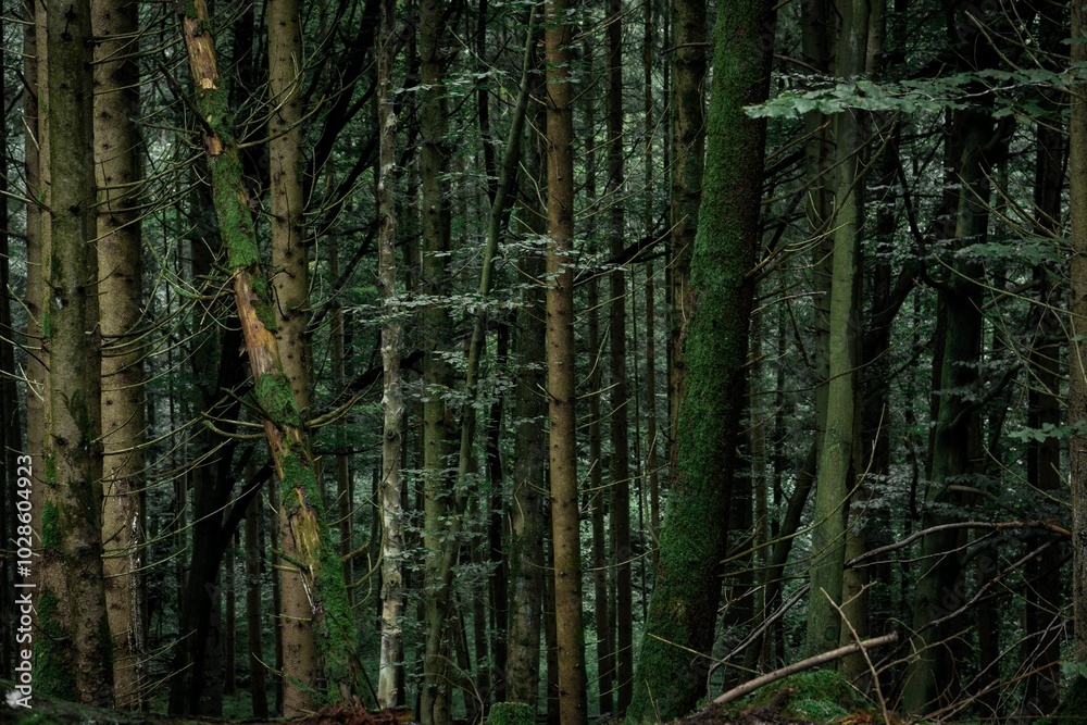 Forest with tall trees covered in green moss, creating a serene and mystical atmosphere Forest with tall trees covered in green moss, creating a serene and mystical atmosphere