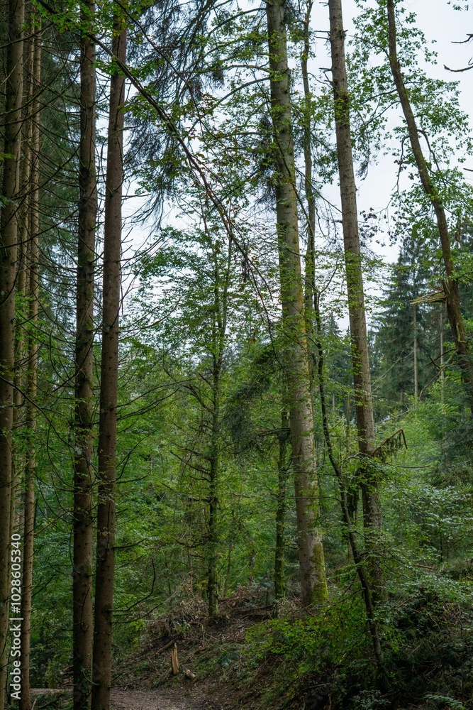Serene forest path surrounded by tall trees and lush greenery Serene forest path surrounded by tall trees and lush greenery