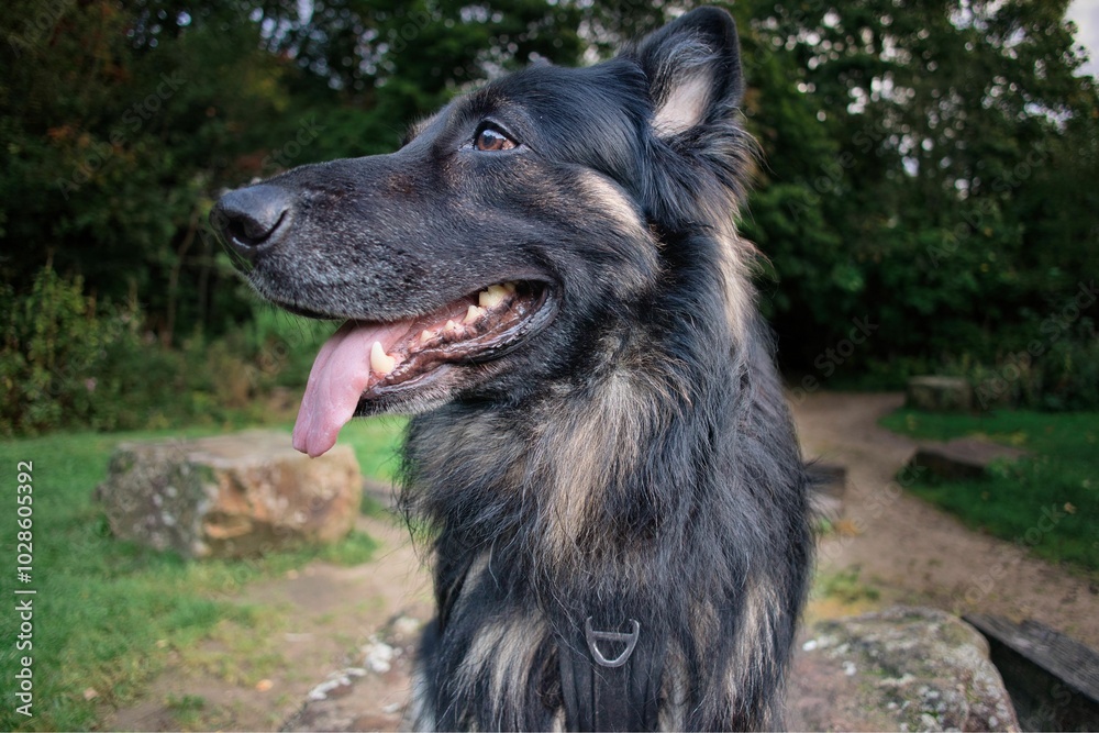 German Shepherd in the Park