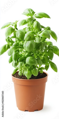 Basil Pot. Fresh Herb Plant in White Studio Background Isolated