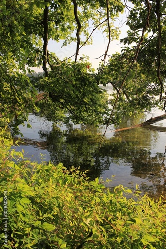 reflection of trees in water
