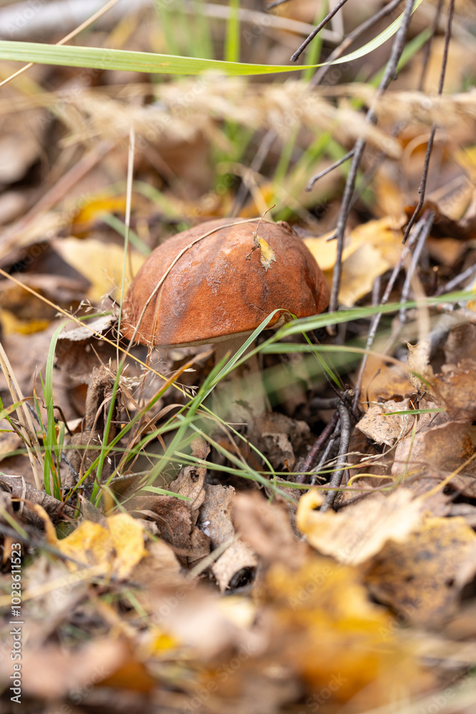 Wild mushroom Podosinovik or Leccinum in the autumn forest