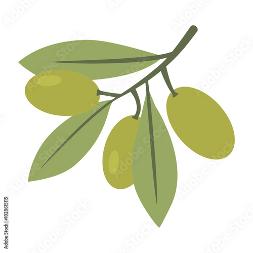 A branch with green olives.Organic mediterranean fruit.Green olives plants.Isolated on white background.Vector illustration.