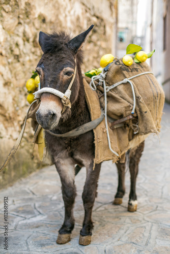 Lemons on the back of a little black donkey in Ravello, Amalfi coast, Italy