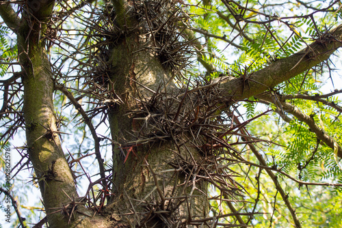 Trunk of Gleditsia tree (honey locust). There are large thorns on the trunk. Gleditsia triacanthos. photo