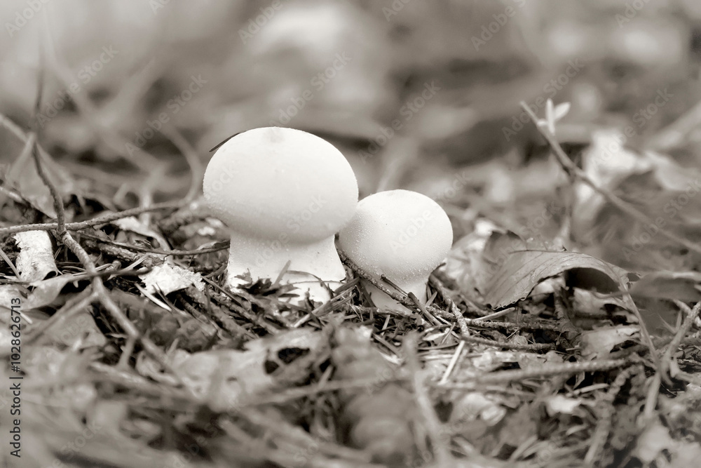 duo champignons duo champignons