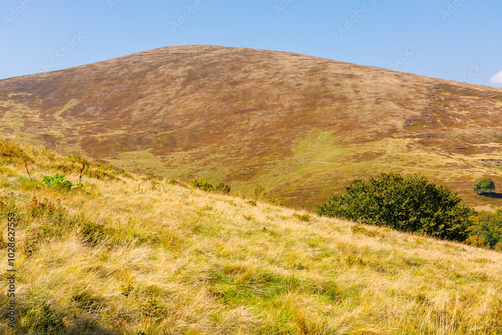 Fototapeta premium alpine hills and meadows in autumn. sunny weather. colorful carpathian mountain landscape. krasna ridge in ukraine in fall season. europe highland green environment