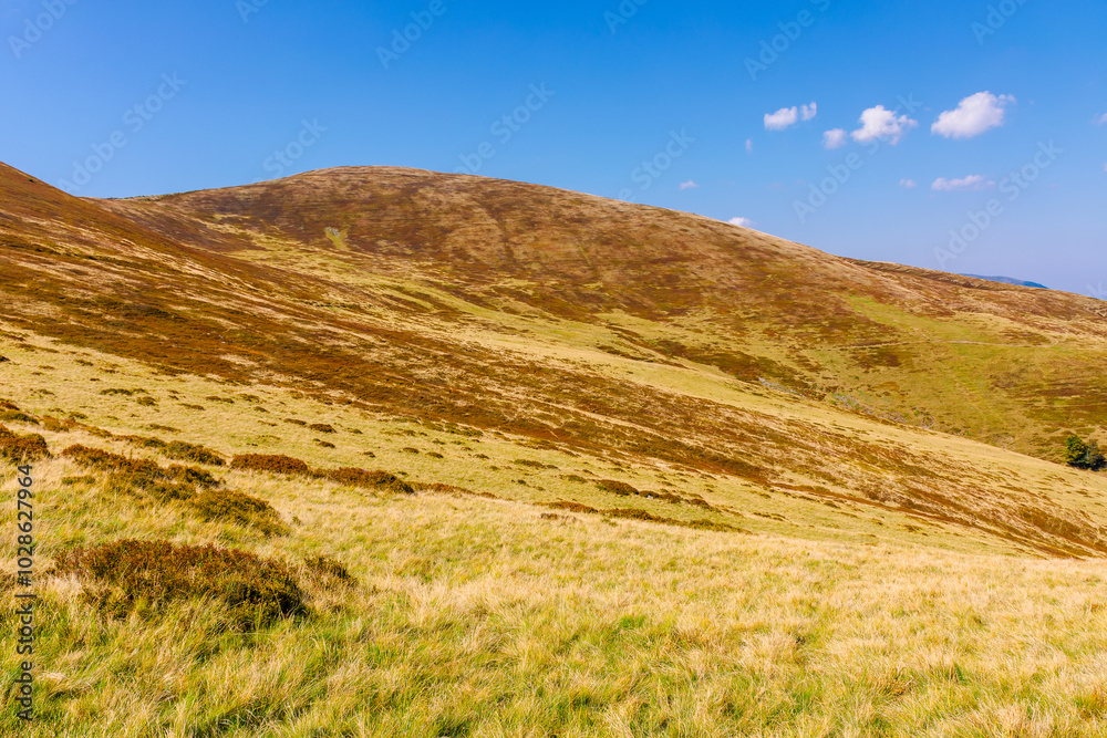 Fototapeta premium alpine hills and meadows in autumn. sunny weather. colorful carpathian mountain landscape. krasna ridge in ukraine in fall season
