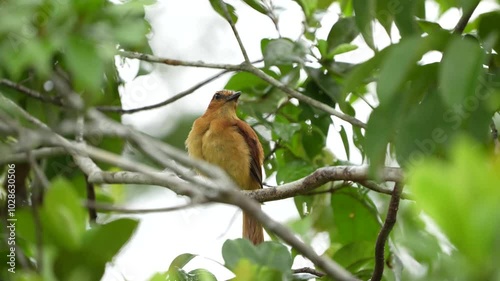 Cinnamon attila bird perching on a branch, in the Amazon rain-forest near Manaus, Amazonas, Brazil