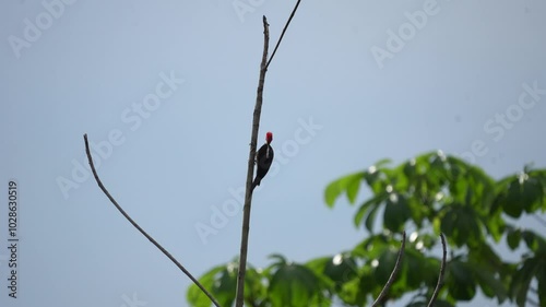 Pileated woodpecker pecking on a small bare tree trunk, against blue sky on a sunny day in Brazil