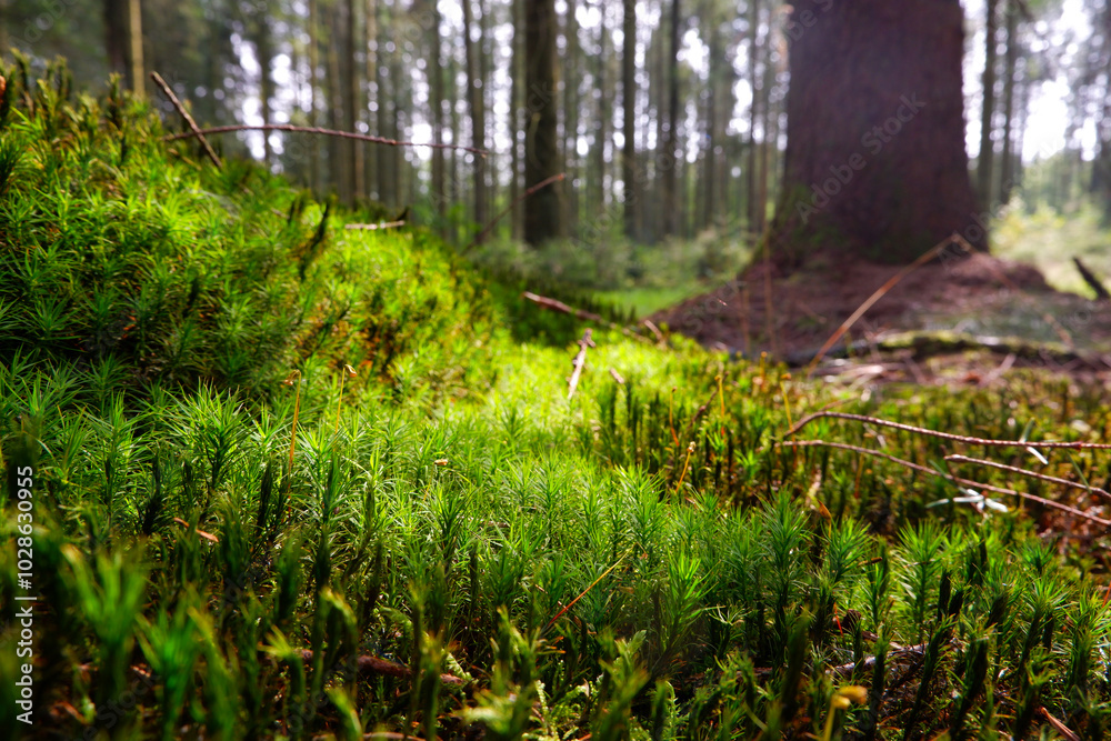A forest filled with lots of green moss covered trees and ground. Green moss, background. A forest filled with lots of green moss covered trees and ground. Green moss, background.