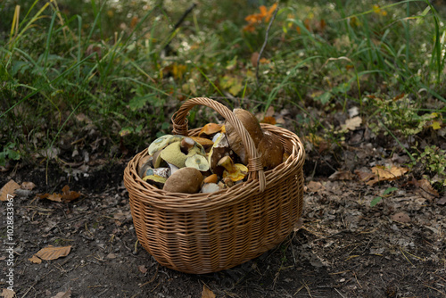 basket of mushrooms