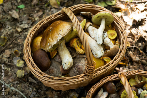 mushrooms in a basket in a forrest