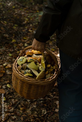 person picking mushrooms with a basket full of mushrooms , person carrying basket of mushrooms