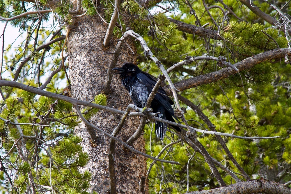 Obraz premium Crow in the trees