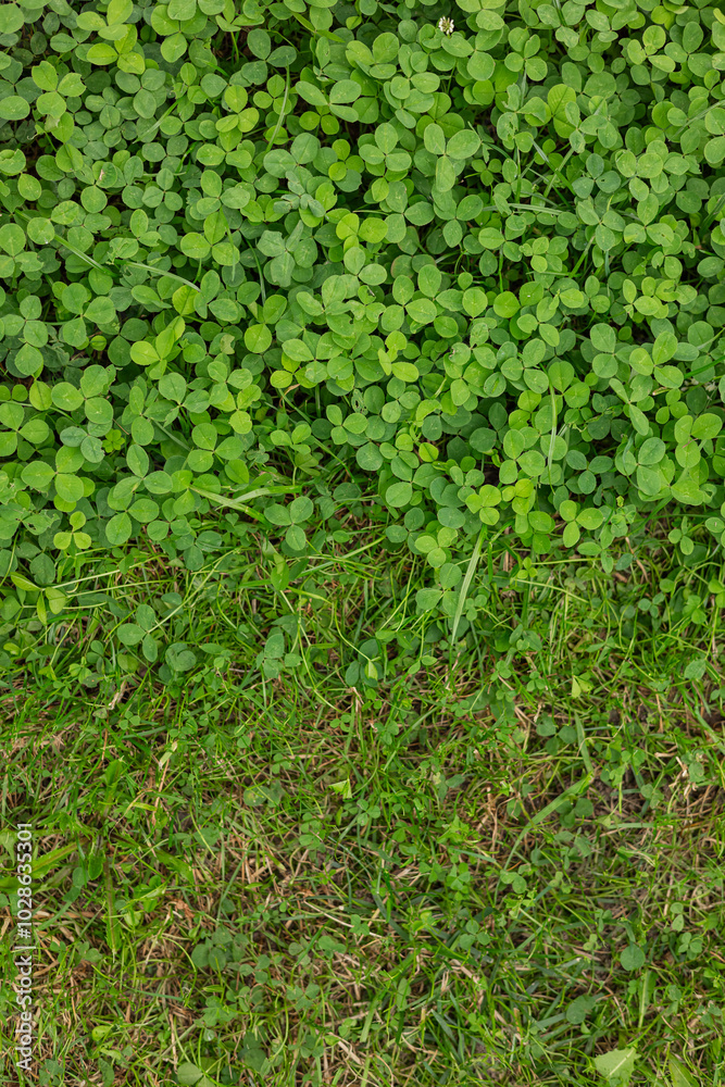 Top view of partially mown clover lawn in garden on sunny day. Vertical photo. Concept of eco-friendly landscape design, natural vegetation and lawn care outdoors Top view of partially mown clover lawn in garden on sunny day. Vertical photo. Concept of eco-friendly landscape design, natural vegetation and lawn care outdoors
