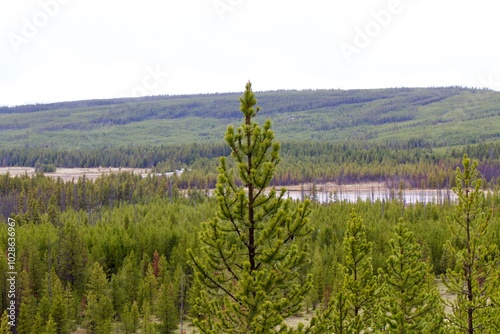 lavender field in region