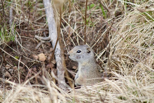 squirrel in the grass