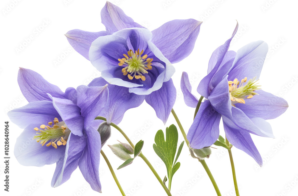 Obraz premium a group of purple flowers