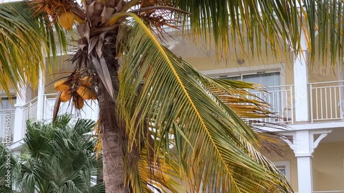 Varadero, Cuba, 03.12.2023. Coconut palm leaves sway in the wind on the territory of a hotel with white buildings in Cuba. Vacation on the Caribbean coast on Liberty Island. 4К photo