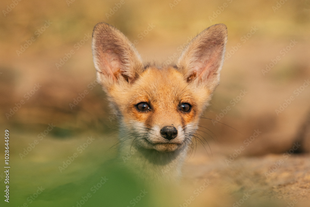 Close-up of a fox cub's face with open ears outdoors Close-up of a fox cub's face with open ears outdoors