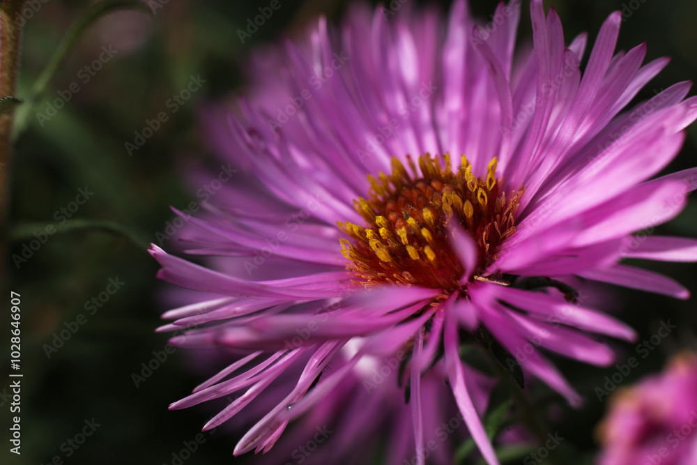 Fototapeta premium Pink aster flower in the garden close-up. Selective focus